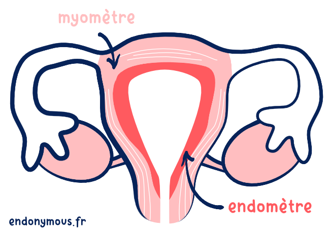 schéma uterus gynécologie endomètre muqueuse utérine myomètre mucle utérin